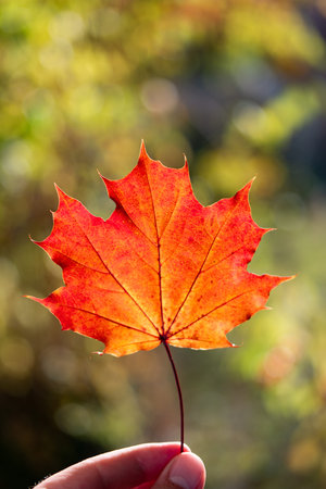 Male hand holding a red maple autumn leaf in hand. Backlit by setting Sun, shallow depth of field.