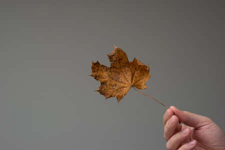 Beautiful color autumn leaf held in hand by Caucasian male hand. Close up studio shot, isolated on gray background.の写真素材