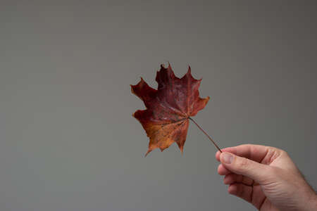 Beautiful color autumn leaf held in hand by Caucasian male hand. Close up studio shot, isolated on gray background.の写真素材
