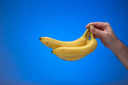 Ripe yellow bananas held in hand by Caucasian male. Close up studio shot, isolated on blue background.の写真素材