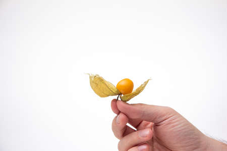Caucasian male hand holding a ripe physalis fruit. Close up studio shot, isolated on white background.の写真素材