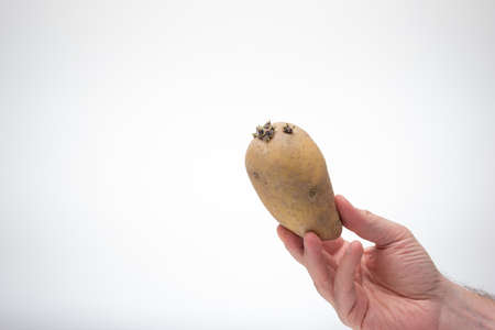 Ripe brown bio potato held in hand by Caucasian male. Close up studio shot, isolated on white background.の写真素材
