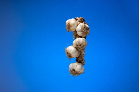 Garlic plait. Braided rope of garlic bulbs. Close up studio shot, isolated on blue background.の写真素材