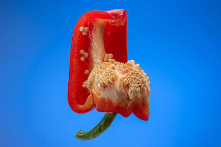 Fresh ripe halved red pepper. Close up studio shot, isolated on blue background.の写真素材