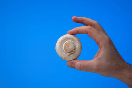Fresh raw white Champignon mushroom held by Caucasian male hand. Close up studio shot, isolated on blue background.の写真素材