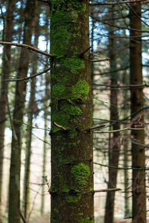 Green moss on a tree trunk in the forest. Close up shot, shallow depth of field, no people.の写真素材