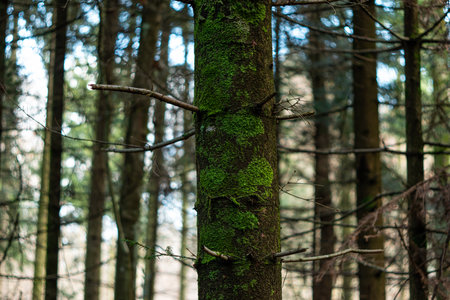Green moss on a tree trunk in the forest. Close up shot, shallow depth of field, no people.の写真素材