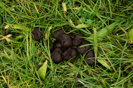 Wildlife round feces on the grass in the forest. Close up shot, top view, no people.