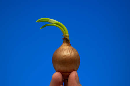 Small raw unpeeled onion or shallot with a green fresh sprout growing out of it. Close up studio shot, held between man's fingers, isolated on blue background.の写真素材