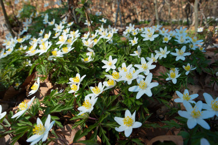 White spring forest wild flower bed. Close up low angle wide view, no people, daytime, sunny.