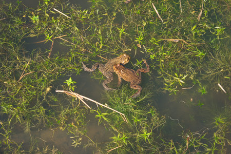 Common frogs swimming in a forest pond. Close up shot, top view, sunny day, no people.の写真素材