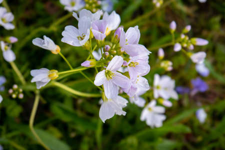 Small light blue forest wildflower blooming in early spring. Close up macro shot, daytime, no people.の写真素材