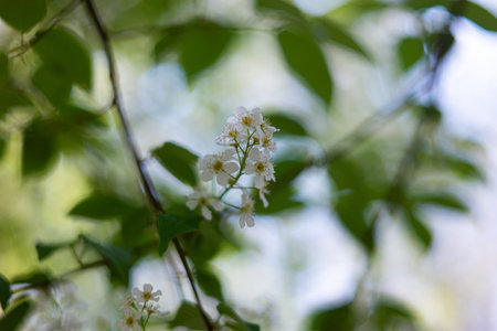 Fresh white full blooming flower growing on a tree in spring time. Close up shot, shallow depth of...