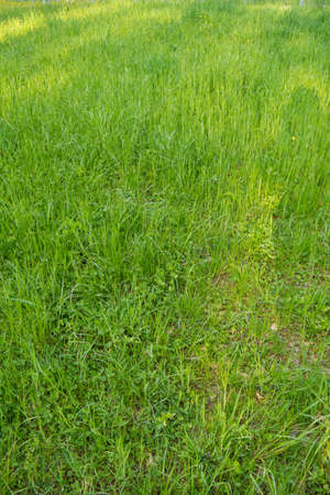 Unmowed natural grass field in nature, top view, no people.の写真素材