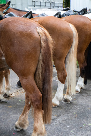 Urban parade horses in a row, seen from behind, no head, no people.