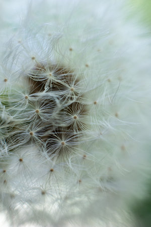 White dandelion flower stem, round ball of flying seeds, Close up shot, shallow depth of field, no people.の写真素材