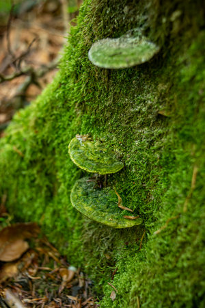 Wild inedible mushrooms growing on a dead mossy tree stump in a forest in Europe, no people.の写真素材