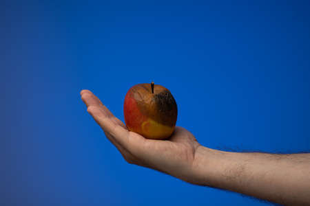 Half-rotten or spoiled apple being held in hand by a Caucasian male hand. Close up studio shot, isolated on blue background.の写真素材