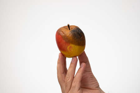 Half rotten or spoiled apple being held in hand by a Caucasian male hand. Close up studio shot, isolated on white background.の写真素材