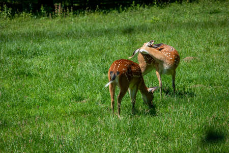 Spotted wild deer grazing. Swiss national park, sunny summer day, no people.の写真素材