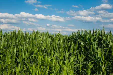 Golden ripe straws or ears of wheat in Switzerland, Europe. Low wide angle view, sunny blue sky, puffy white clouds, no peopl.の写真素材