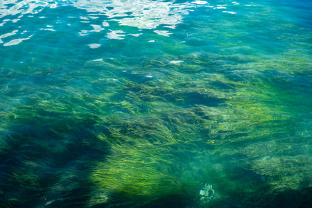 Green algae on the bottom of a lake bed in europe, no people