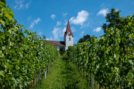 Green vineyard rows of vines on a hill in Switzerland, Europe. Sunny summer day, church tower in the background , no peopleの写真素材