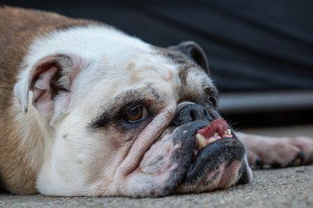 Old female English bulldog laying on the ground tired. Close of shot of the head, no people.