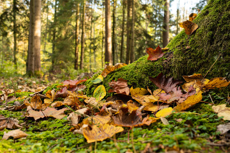 Green moss and autumn leaves on tree stump roots in a forest autumn day. Low angle close up shot, no peopleの写真素材