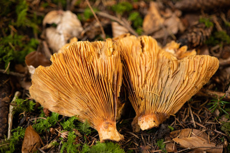 Wild autumn mushrooms growing in the forest in Europe in October. Close up shot, no people.の写真素材