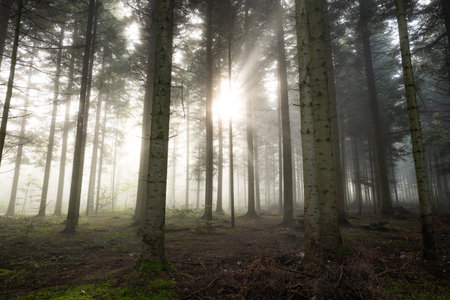 Autumn foggy forest scene with rising sun beaming through the morning fog. Wide angle, moody, no people, Europe.の写真素材