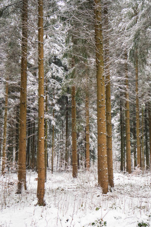 Snow covered winter forest scene in Switzerland, Europe. Cloudy foggy day, no people.の写真素材