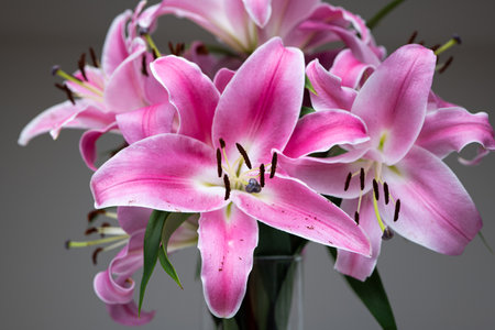 Bunch of blooming pink oriental lilies in a vase. Close up studio shot, no people.の写真素材