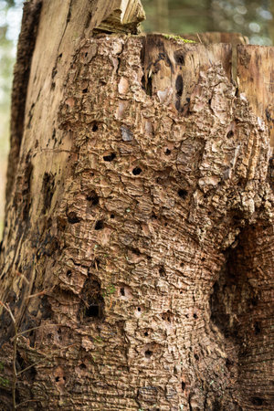 A rotting dried up tree trunk in a forest. Low angle close up shot, no people