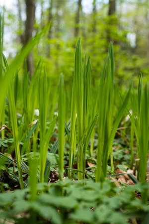 Fresh Spring tall green grass blades on a forest floor. Low, ground-level macro shot, no people.