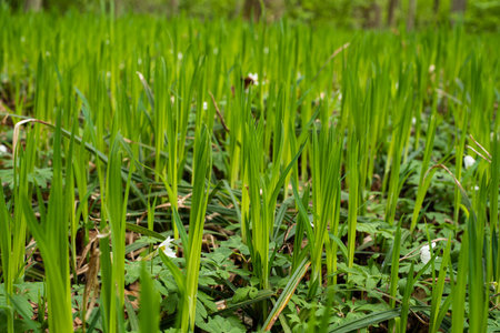 Fresh Spring tall green grass blades on a forest floor. Low, ground-level macro shot, no people.の写真素材