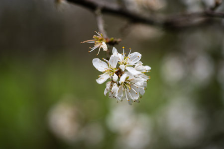 Early spring white flower blooms on a tree branch. Macro shot, shallow depth of field, no people.