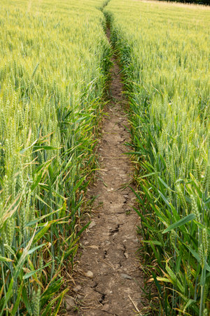 Tight footpath in a field of wheat. Green turning yellow wheat straws, cloudy day, no peopleの写真素材