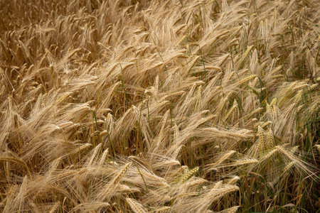 Ripe golden yellow wheat field in Europe. Top view, no peopleの写真素材