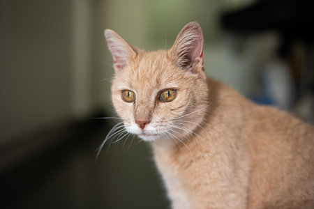 Indoor portrait of a stripped yellow cat. Selective focus, shallow depth of field, no people.の写真素材