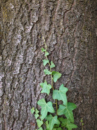 Common European ivy growing on a tree trunk's bark. Close up shot, no people.の写真素材