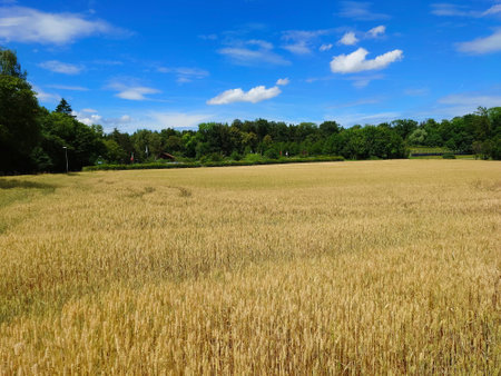 Golden ripe wheat field on a sunny summer day near a forest in Europe. Wide angle, no people.の写真素材