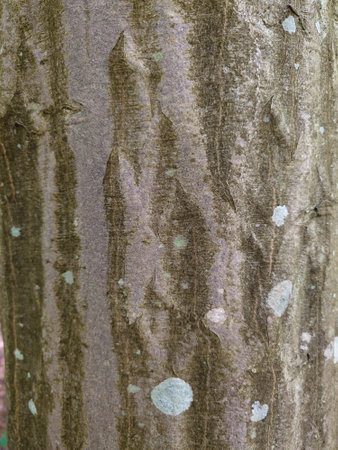 Old, dry, textured tree bark. Close up shot, no people.の写真素材