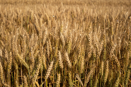 Ripe golden yellow wheat field in Europe. Top view, no peopleの写真素材