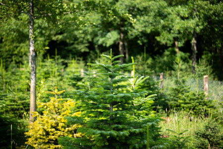 Green Christmas tree in a forest nursery in Europe. Selective focus, no people.の写真素材