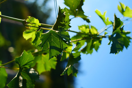 Fresh green grape vine leaves in a vineyard in Europe. Late afternoon sunlight, vivid colors, shallow depth of field, no people.の写真素材