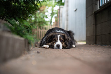 Long haired, medium size down with dark brown and white fur sitting on the concrete floor of a back yard. Close up shot, shallow depth of field, no peopleの写真素材
