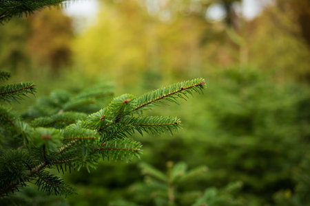 Christmas fir pine tree growing in a nursery near forest. Close up shot, shallow depth of field, no people.の写真素材