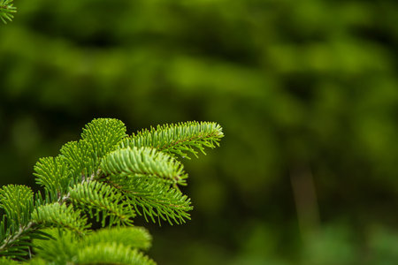 Evergreen pine tree twig with needles. Close up shot, no people.の写真素材