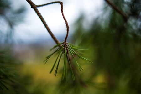Evergreen pine needles on a branch in a forest. Close up shot, shallow depth of field, no people.の写真素材